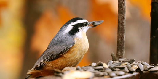 Top 10 Birds You Can Spot This Fall in North America