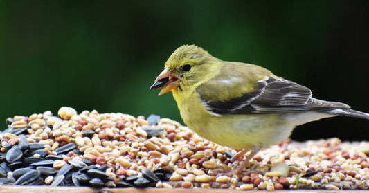 The Ultimate Backyard Bird Feeding Guide: Choosing the Right Seeds for Your Visitors