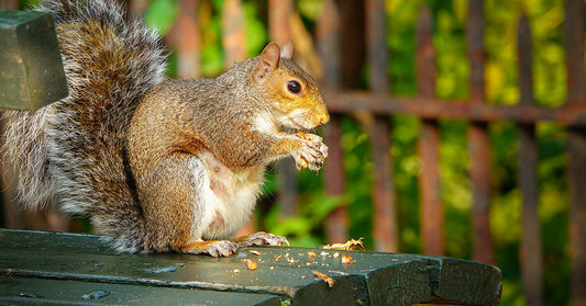 How to Keep Squirrels Out of Your Bird Feeder: Tips and Smart Solutions